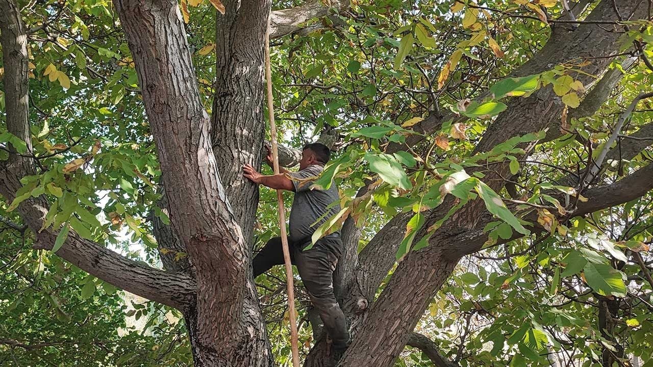 Foto - Alın teri yerde kaldı, aracı kazandı: Yozgat'ta ceviz bereketi üreticinin yüzünü güldürmedi!