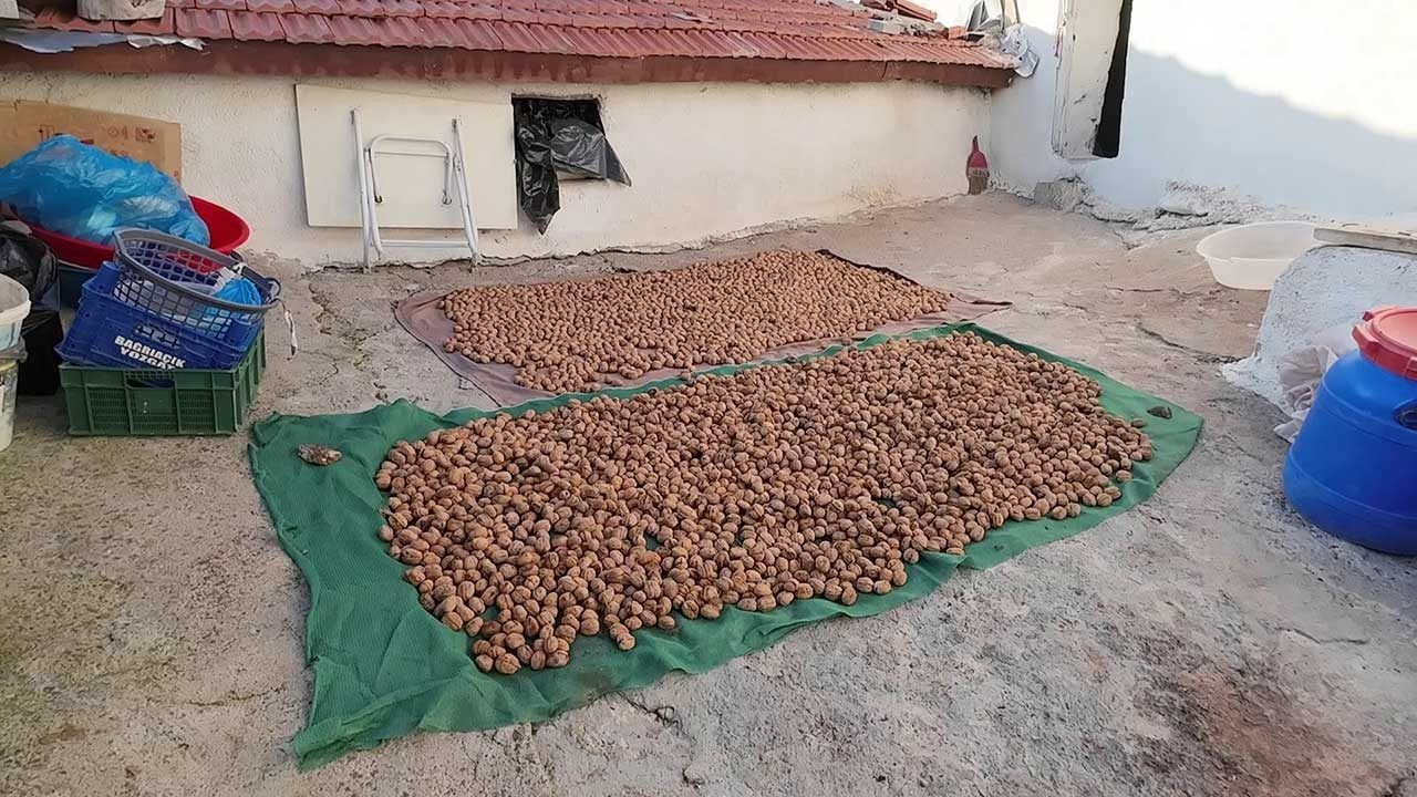 Foto - Alın teri yerde kaldı, aracı kazandı: Yozgat'ta ceviz bereketi üreticinin yüzünü güldürmedi!