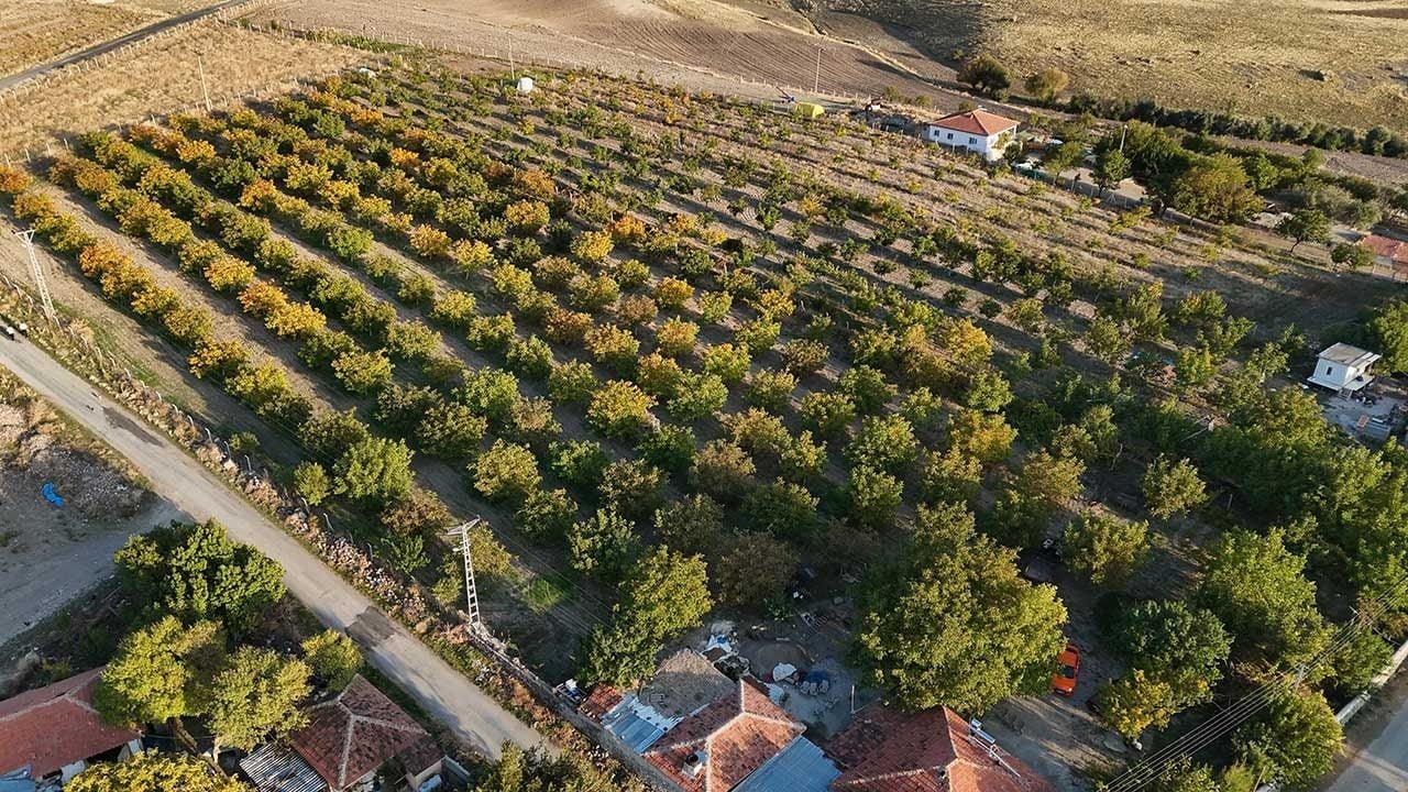 Foto - Alın teri yerde kaldı, aracı kazandı: Yozgat'ta ceviz bereketi üreticinin yüzünü güldürmedi!
