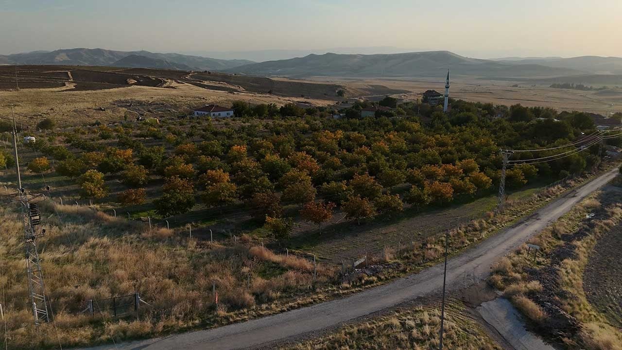 Foto - Alın teri yerde kaldı, aracı kazandı: Yozgat'ta ceviz bereketi üreticinin yüzünü güldürmedi!