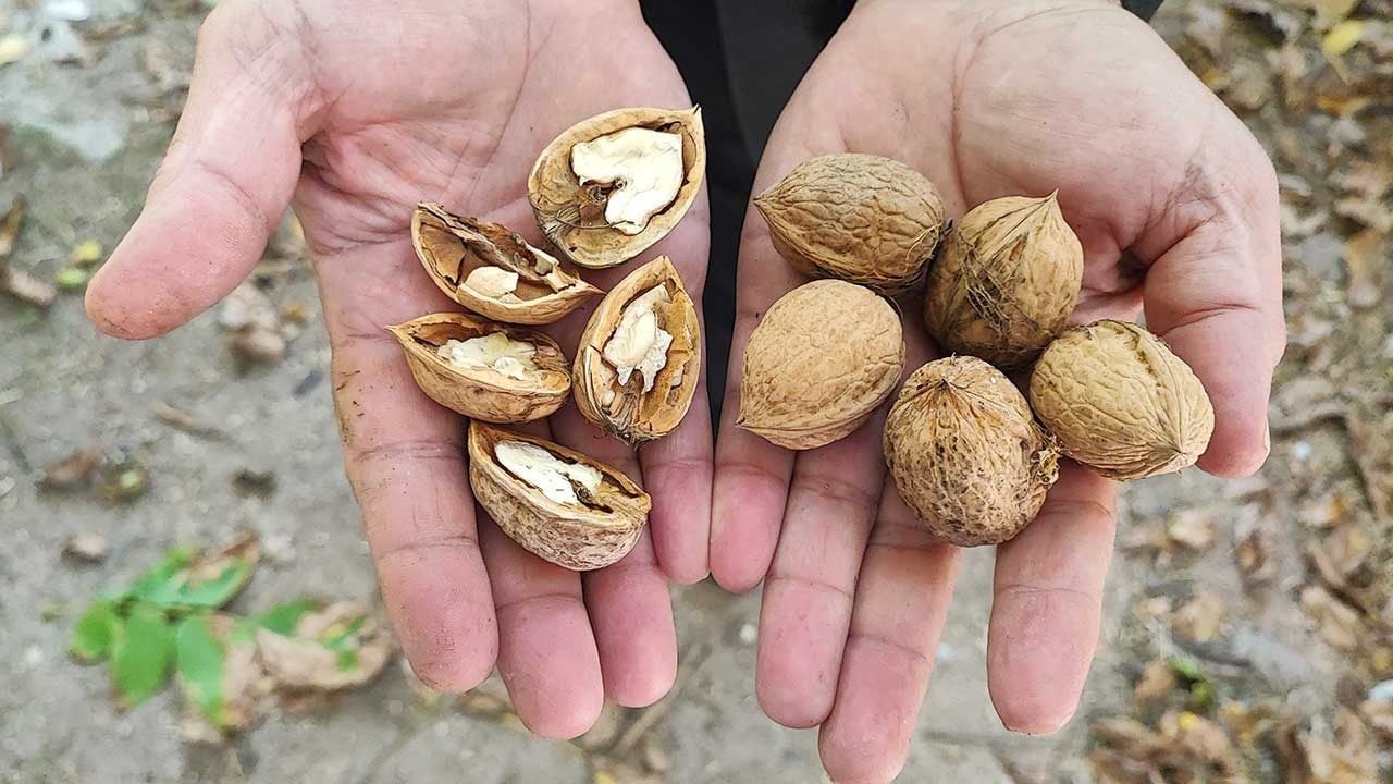 Foto - Alın teri yerde kaldı, aracı kazandı: Yozgat'ta ceviz bereketi üreticinin yüzünü güldürmedi!