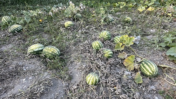 Foto - Alın teriyle çocuklarını okuttu: 4’ü doktor, 3'ü öğretmen, 2'si mimar, 1'i mühendis! Çifti babanın gurur tablosu