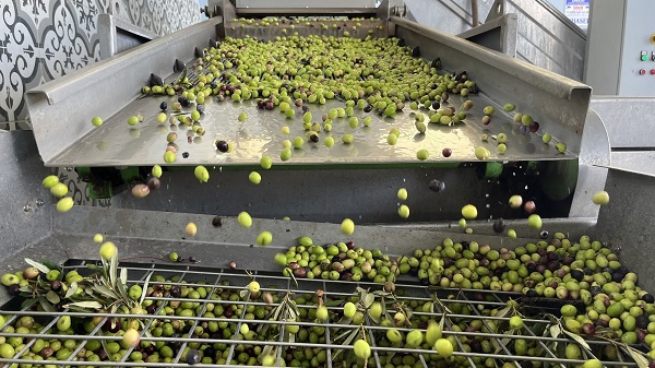 Foto - Alırken bunlara dikkat! İşte büyük tehlike saçan zeytinyağları