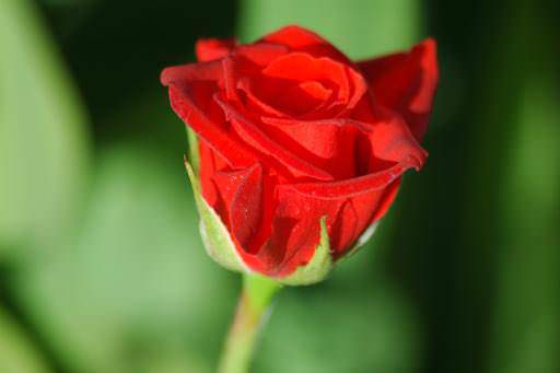 Foto - Allah bu kişileri münafık sayıyor