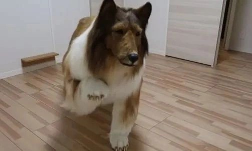 Foto - Allah şaşırtmasın... Köpeğe benzemek için 450 bin TL harcamıştı: Bakın şimdi neye dönüşecek