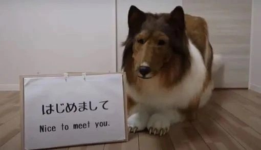 Foto - Allah şaşırtmasın... Köpeğe benzemek için 450 bin TL harcamıştı: Bakın şimdi neye dönüşecek