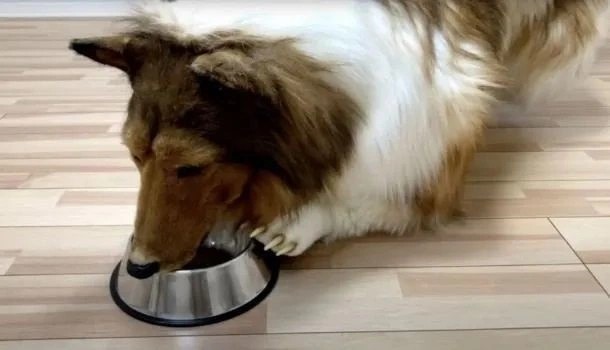 Foto - Allah şaşırtmasın... Köpeğe benzemek için 450 bin TL harcamıştı: Bakın şimdi neye dönüşecek