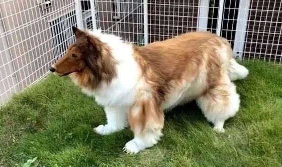 Foto - Allah şaşırtmasın... Köpeğe benzemek için 450 bin TL harcamıştı: Bakın şimdi neye dönüşecek