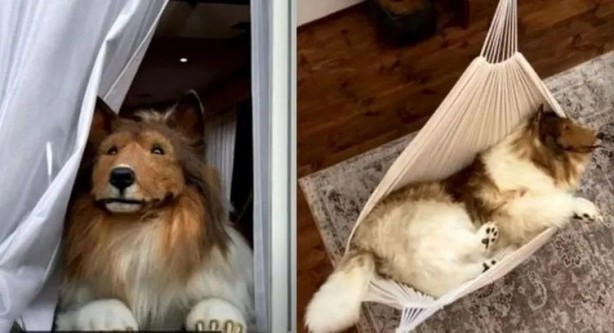 Foto - Allah şaşırtmasın... Köpeğe benzemek için 450 bin TL harcamıştı: Bakın şimdi neye dönüşecek