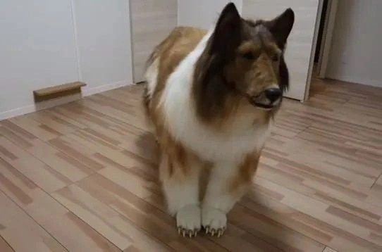 Foto - Allah şaşırtmasın... Köpeğe benzemek için 450 bin TL harcamıştı: Bakın şimdi neye dönüşecek