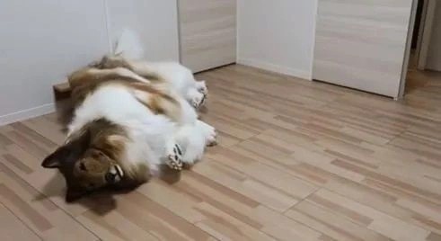 Foto - Allah şaşırtmasın... Köpeğe benzemek için 450 bin TL harcamıştı: Bakın şimdi neye dönüşecek