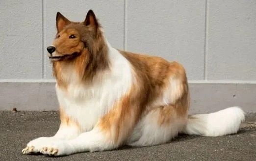 Allah şaşırtmasın... Köpeğe benzemek için 450 bin TL harcamıştı: Bakın şimdi neye dönüşecek