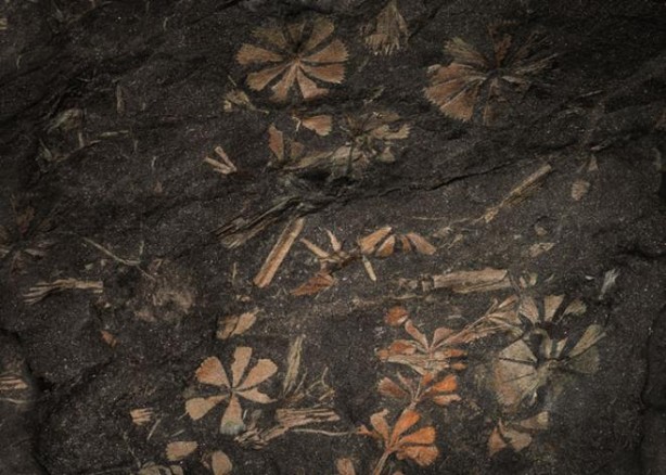 Foto - Allah’ın mucizesi! Dünyayla ilgili şaşkına çeviren bilgiler