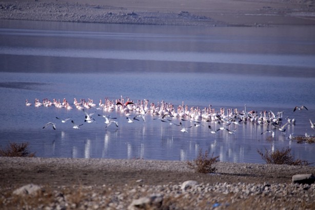 Foto - Allı turnalar İvriz Barajı'nda soğuktan korunmaya çalışıyor