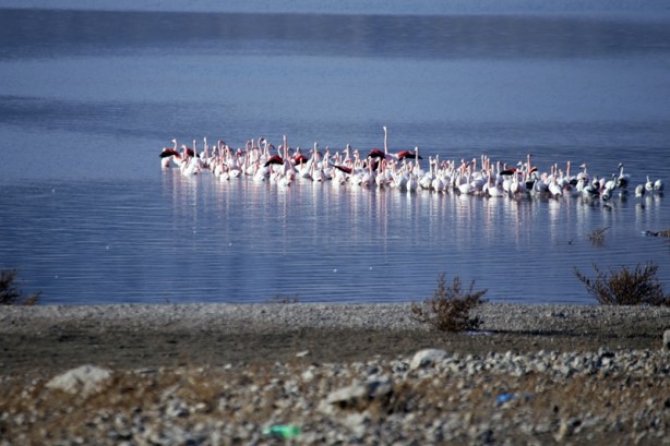 Allı turnalar İvriz Barajı'nda soğuktan korunmaya çalışıyor