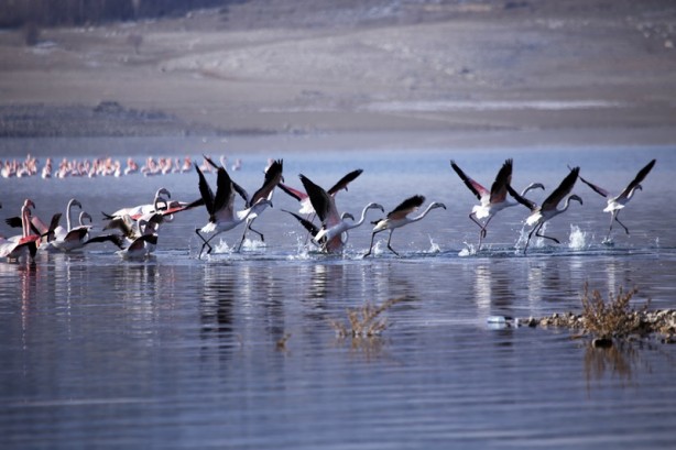 Foto - Allı turnalar İvriz Barajı'nda soğuktan korunmaya çalışıyor