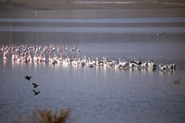 Foto - Allı turnalar İvriz Barajı'nda soğuktan korunmaya çalışıyor