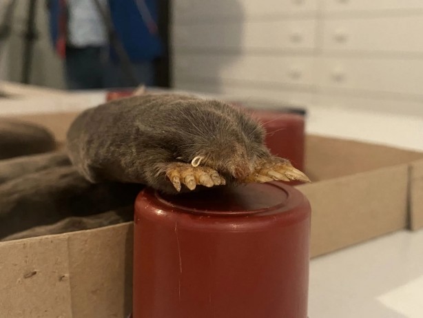 Foto - Alman ve Sloven araştırmacılar farkına vardı! Türkiye’de hızla yayılan şaşırtan keşif