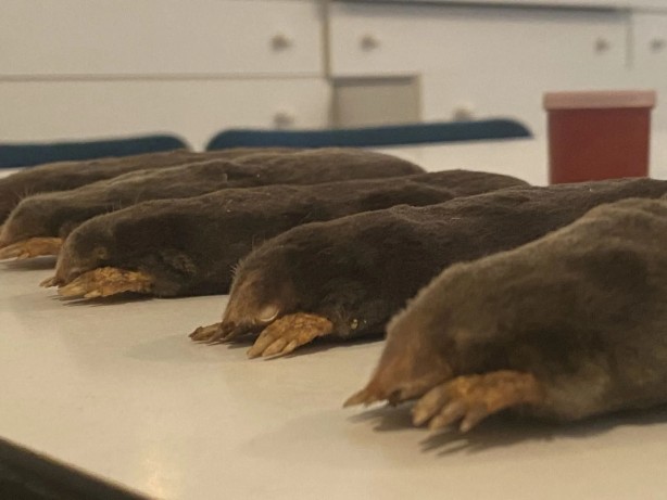 Foto - Alman ve Sloven araştırmacılar farkına vardı! Türkiye’de hızla yayılan şaşırtan keşif