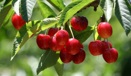 Foto - Almanya Türkiye'den çılgınlar gibi kiraz alıyordu! Üretici bile olan bitene inanamazken sebebi belli oldu