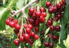 Foto - Almanya Türkiye'den çılgınlar gibi kiraz alıyordu! Üretici bile olan bitene inanamazken sebebi belli oldu