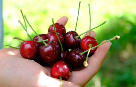 Foto - Almanya Türkiye'den çılgınlar gibi kiraz alıyordu! Üretici bile olan bitene inanamazken sebebi belli oldu