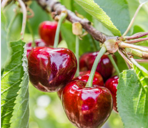 Foto - Almanya Türkiye'den çılgınlar gibi kiraz alıyordu! Üretici bile olan bitene inanamazken sebebi belli oldu