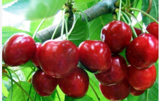 Foto - Almanya Türkiye'den çılgınlar gibi kiraz alıyordu! Üretici bile olan bitene inanamazken sebebi belli oldu