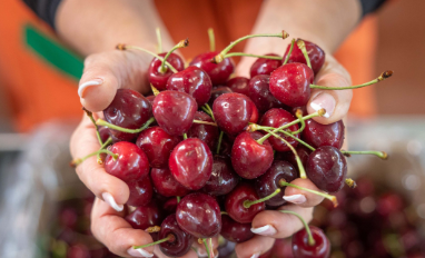 Foto - Almanya Türkiye'den çılgınlar gibi kiraz alıyordu! Üretici bile olan bitene inanamazken sebebi belli oldu