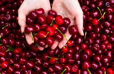 Foto - Almanya Türkiye'den çılgınlar gibi kiraz alıyordu! Üretici bile olan bitene inanamazken sebebi belli oldu