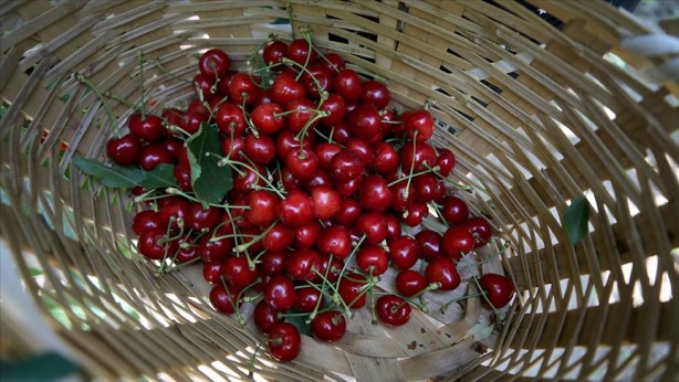Foto - Almanya Türkiye'den çılgınlar gibi kiraz alıyordu! Üretici bile olan bitene inanamazken sebebi belli oldu