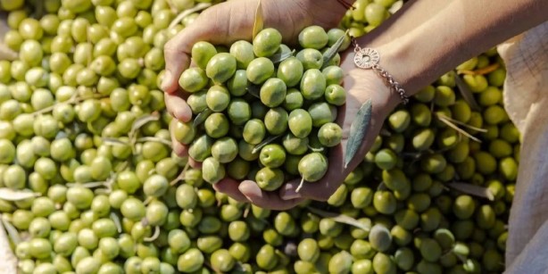 Foto - Almanya, Türkiye'den satın almak için ilan verdi! Acil olarak ihtiyaçları var