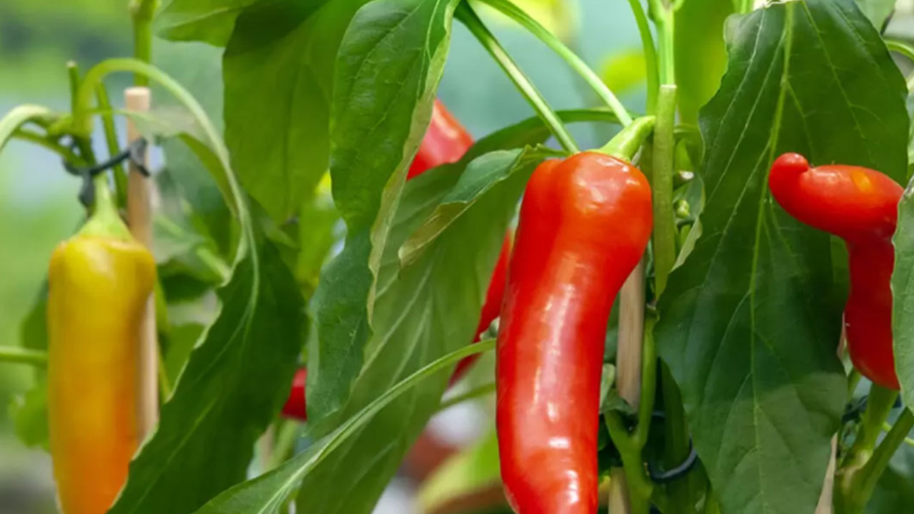 Foto - Almanya'da biber fiyatları uçtu! İşte sebebi...