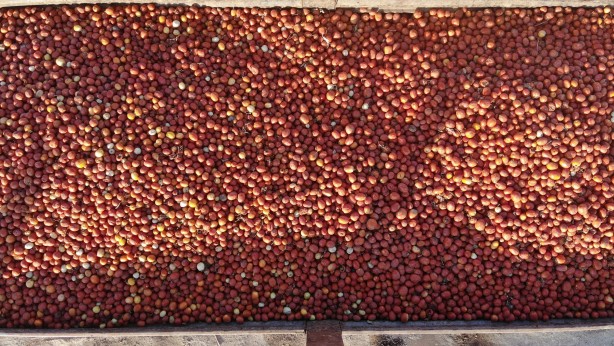 Foto - Almanya’dan ABD’ye kadar! 20 ülke deprem bölgesinden kapış kapış alıyor