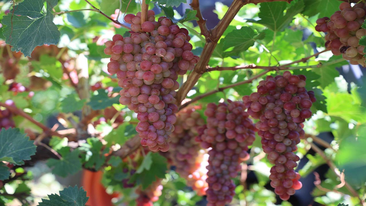 Foto - Almanya'dan memleketine dönüp başladı! Şimdi paraya para demiyor
