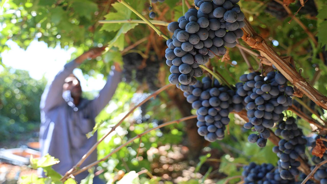 Foto - Almanya'dan memleketine dönüp başladı! Şimdi paraya para demiyor
