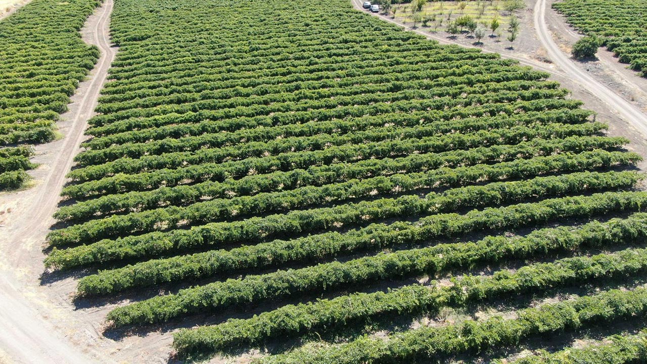 Foto - Almanya'dan memleketine dönüp başladı! Şimdi paraya para demiyor