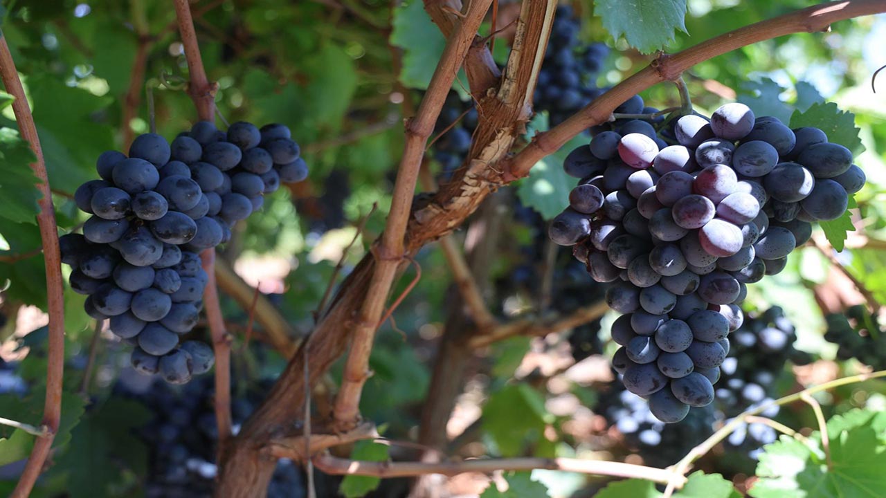 Foto - Almanya'dan memleketine dönüp başladı! Şimdi paraya para demiyor