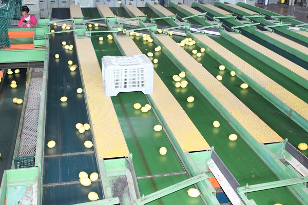 Foto - Almanya'ya limon o ilimizden gidiyor