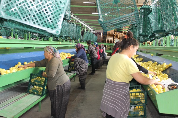 Foto - Almanya'ya limon o ilimizden gidiyor