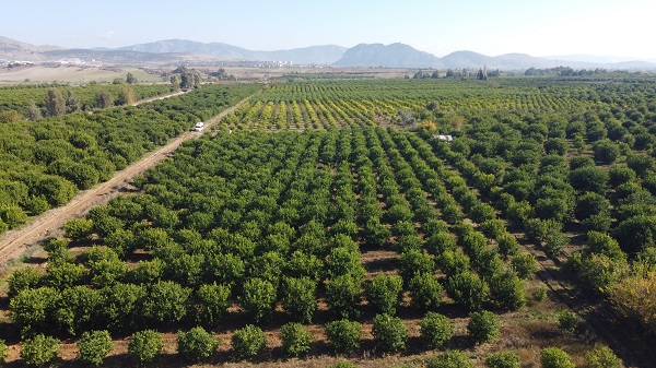 Foto - Almanya'ya limon o ilimizden gidiyor