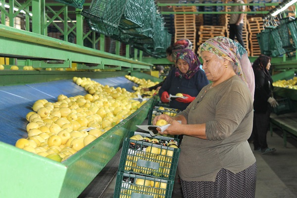 Foto - Almanya'ya limon o ilimizden gidiyor