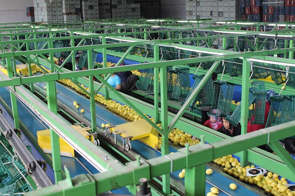 Foto - Almanya'ya limon o ilimizden gidiyor