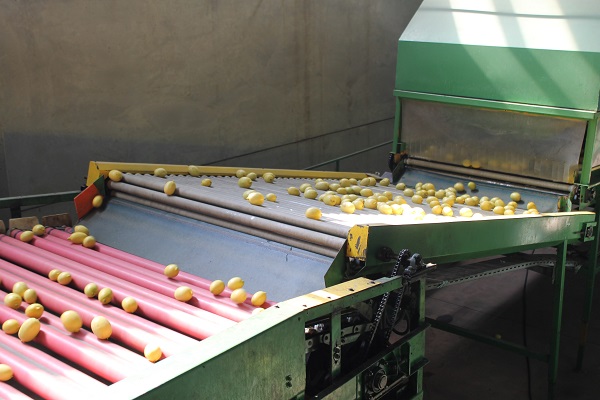 Foto - Almanya'ya limon o ilimizden gidiyor