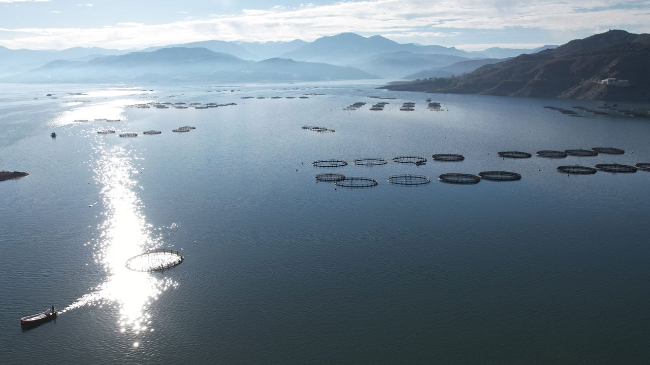 Almus'un kuzuları… Denizi bile yok ama okyanusların ötesine ulaşıyor!