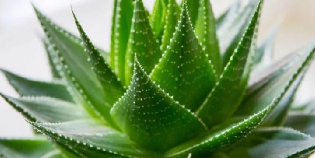 Foto - Aloe Vera’nın Faydaları