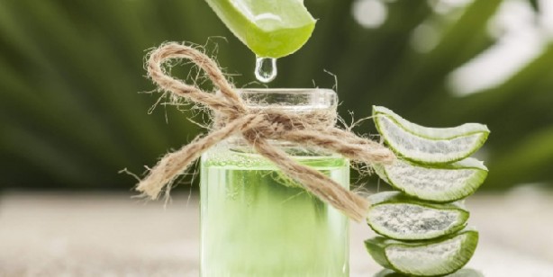 Foto - Aloe Vera’nın Faydaları