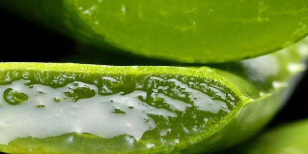 Foto - Aloe Vera’nın Faydaları