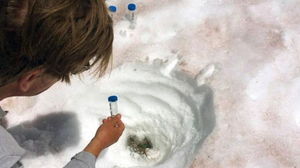 Alp Dağları'na kırmızı kar yağdı! Bilim insanları harekete geçti