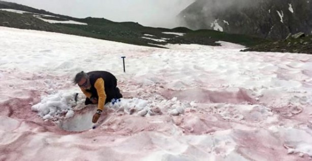 Foto - Alp dağlarının yüksek kesimlerinde görülen 'kırmızı kar' bilim insanlarını harekete geçirdi